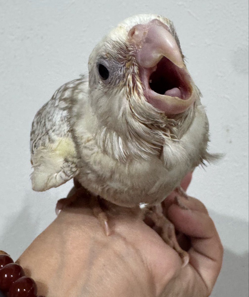 みー@大型犬ブリーダーエキゾハウスずーとぴあ中の人 tweet media