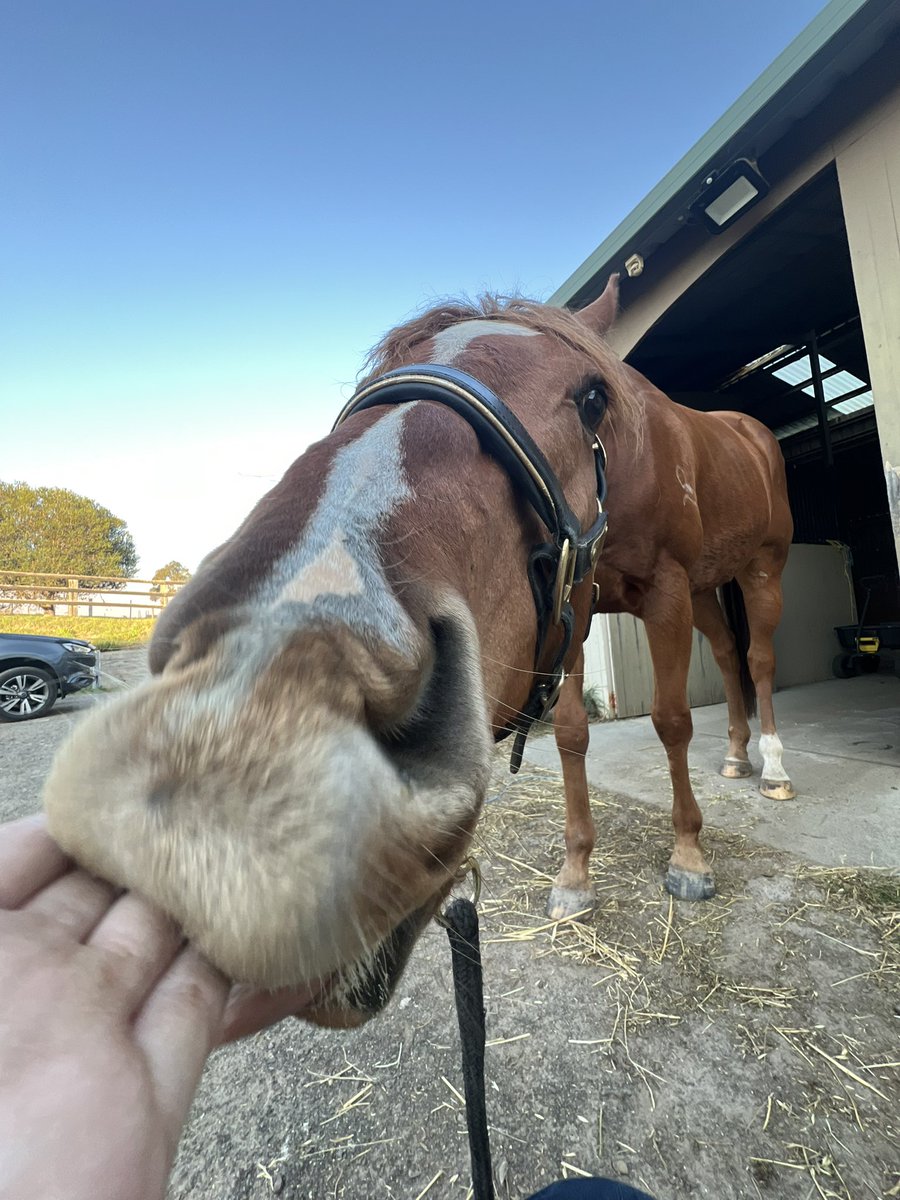 Lunar & Sunny 🐴 tweet media