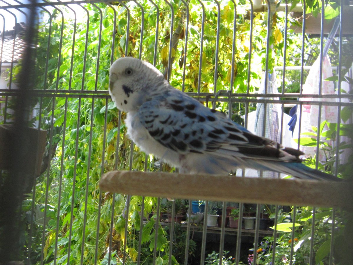 翔太@動物を救い隊☮️ tweet media