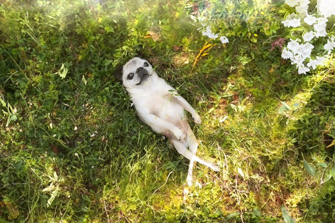 よしこ【5/24デザフェスB-438】 tweet media