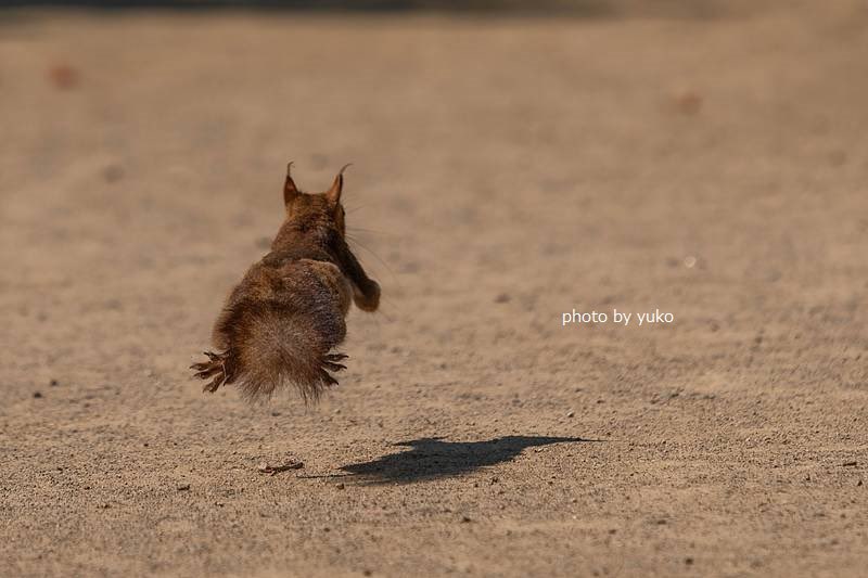 hongjoong as squirrels tweet media