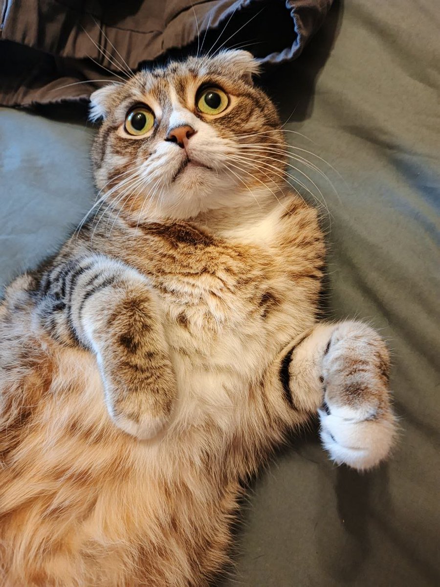 усы Орлова tweet media