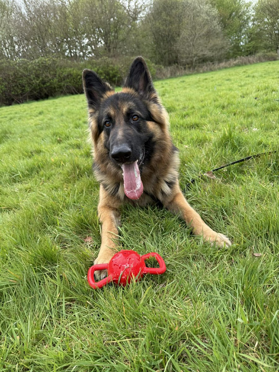 gsrescueelite's tweet image. Blue is 2yrs old and he came to us as his previous owners couldn't meet his needs. Blue can live with older kids but hasn't had much time in the outside world so will need a patient and exp home 
#dogs #germanshepherd #Essex 
gsrelite.co.uk/blue-8/