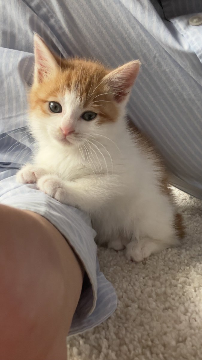 nekoiroiro's tweet image. テレビを見てると
一緒に見てくれます。