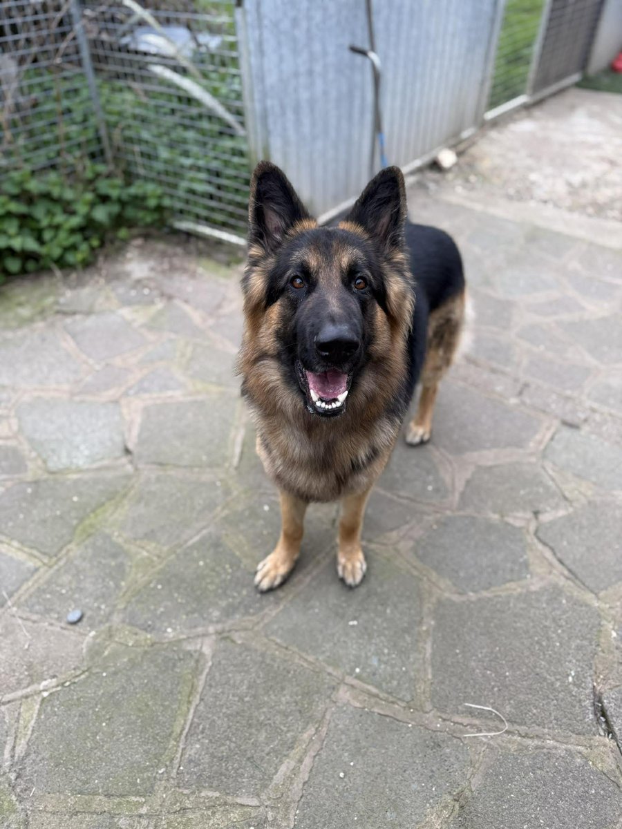 gsrescueelite's tweet image. Blue is 2yrs old and he came to us as his previous owners couldn't meet his needs. Blue can live with older kids but hasn't had much time in the outside world so will need a patient and exp home 
#dogs #germanshepherd #Essex 
gsrelite.co.uk/blue-8/