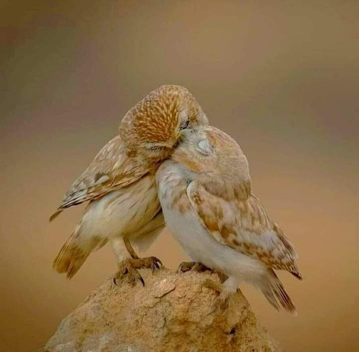 ButterPecanP1e's tweet image. #Birds #Owls