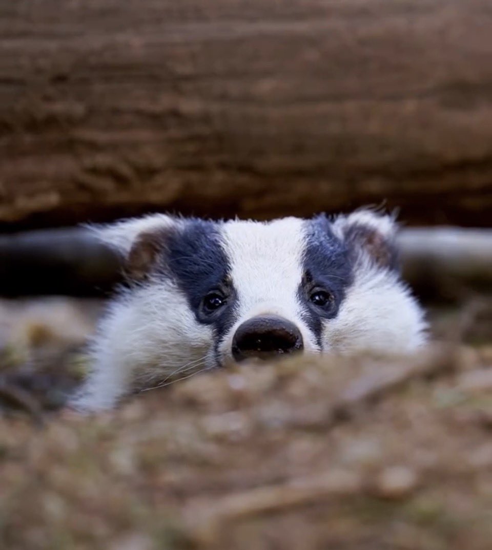 kinoko 💚🦡 tweet media