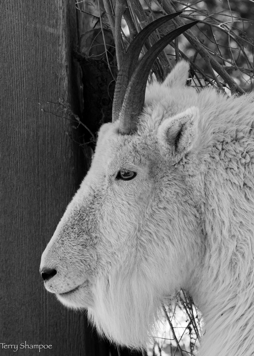ChefShampoe's tweet image. Rocky Mountain Goat CMZ 
#photography #photographer #photo #picoftheday