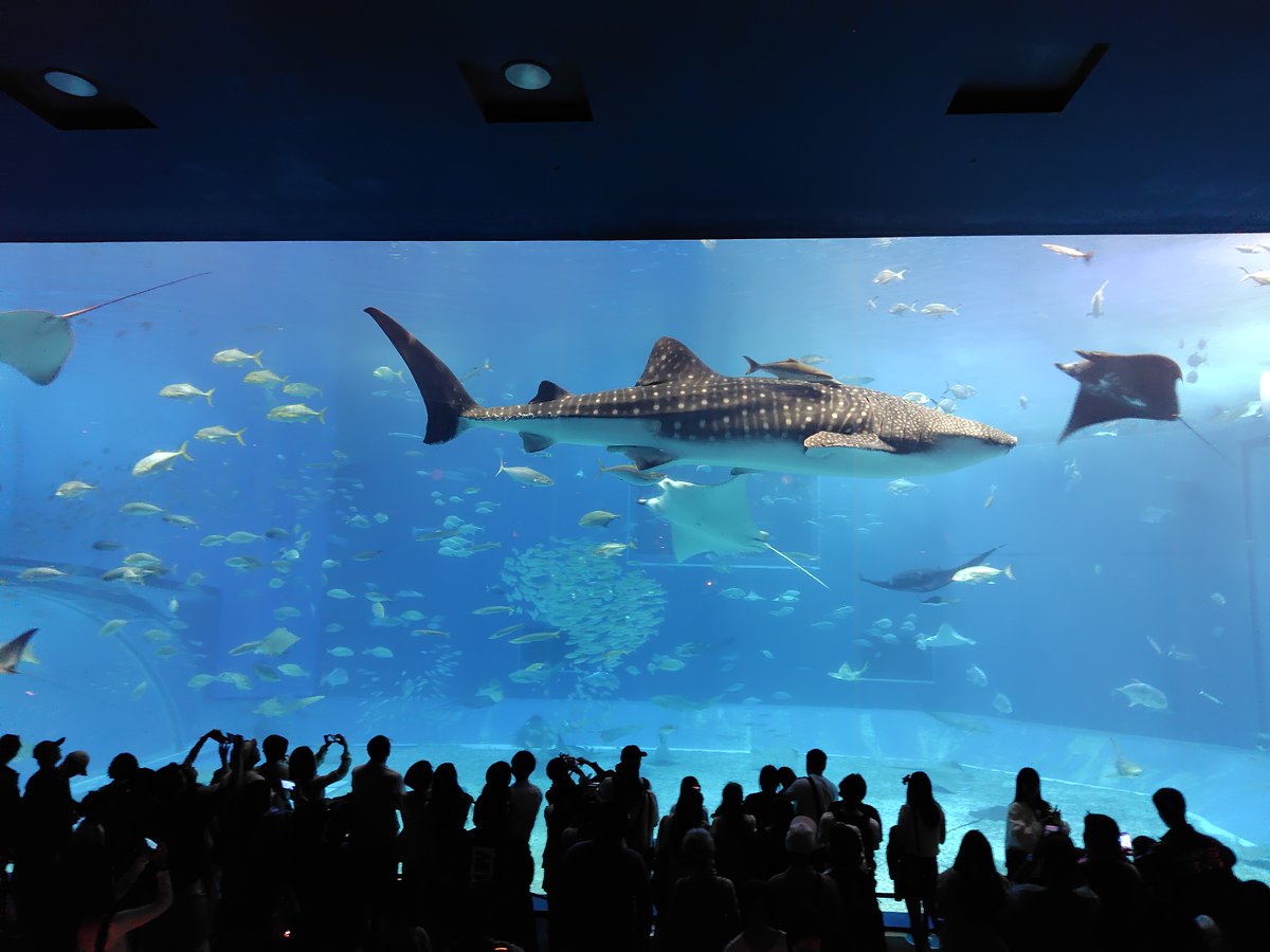 沖縄3日目
#グラスボート
#ヤンバルクイナ
#美ら海水族館
#ジンベイザメ