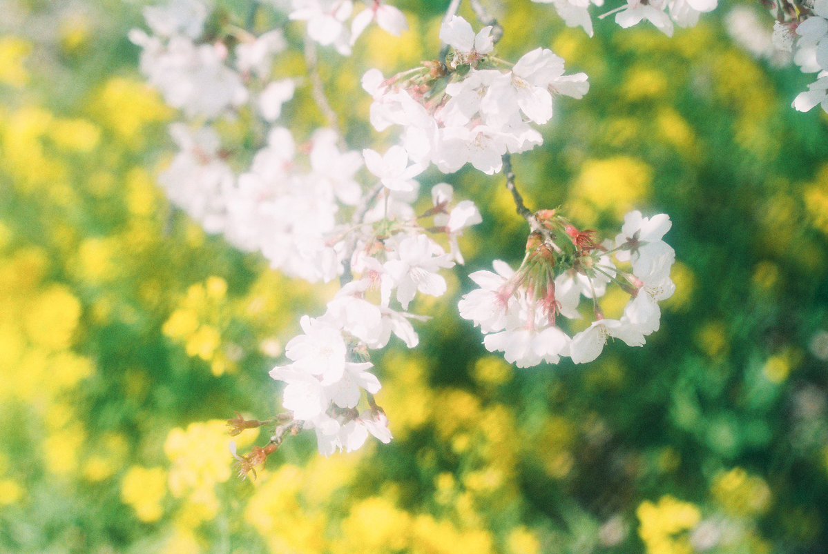 soredake____'s tweet image. #film