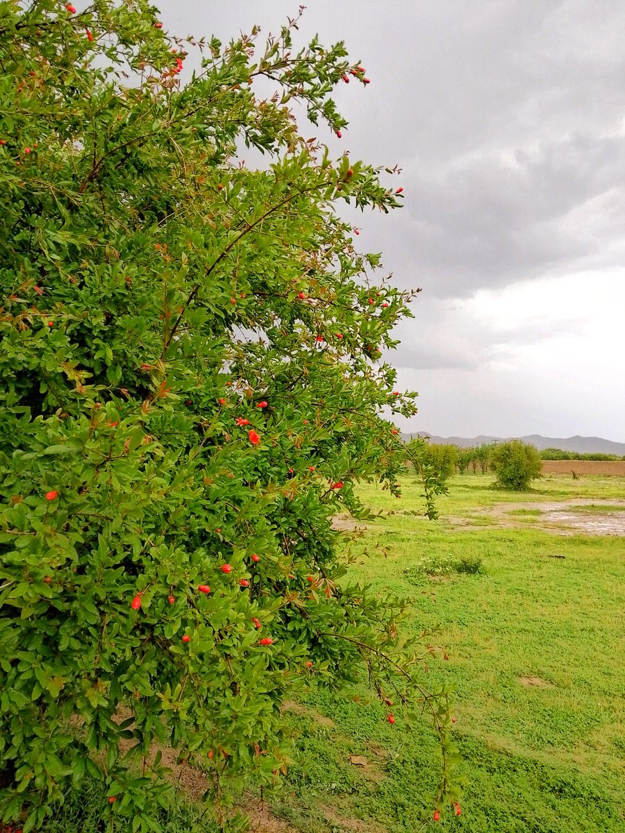 Wana, South Waziristan ❤️