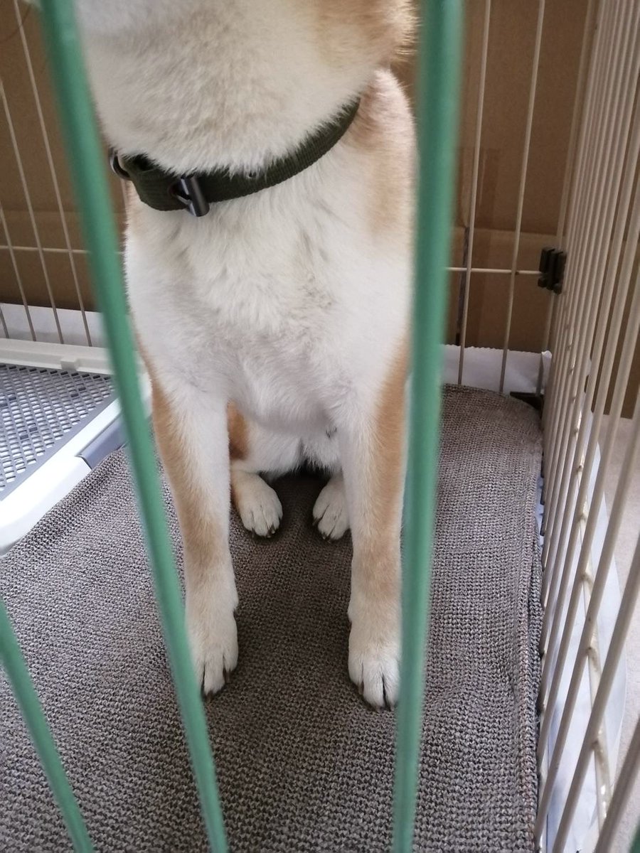 おーちゃん tweet media