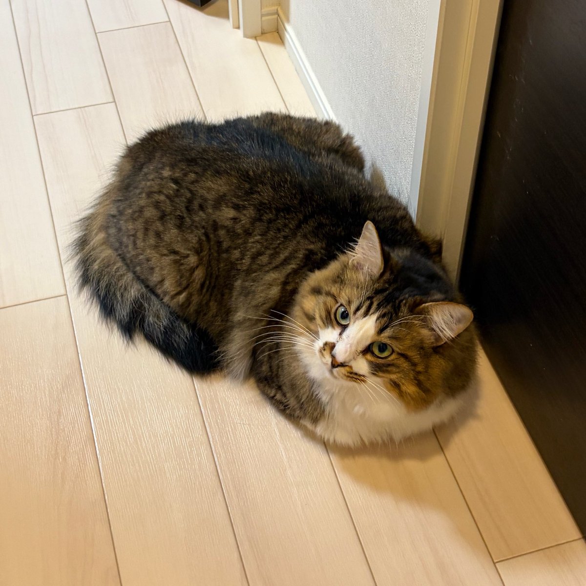 ほたてくん tweet media