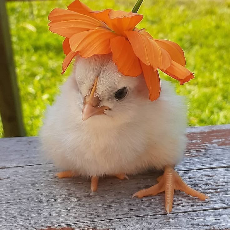 In case you didnt know. I actually own chickens.

This is muffin