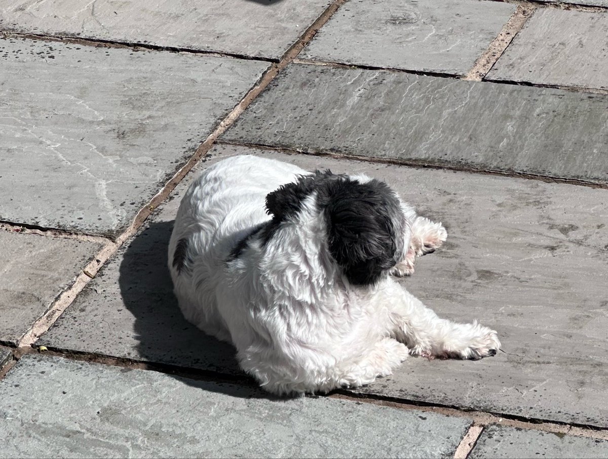 elainew33's tweet image. Absolutely living her best life, lying in the garden in the sun - even if it is chilly 😂

#DogsOfTwitter #SunDog