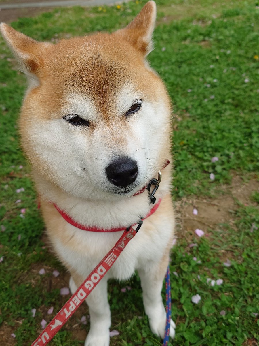 みかりん tweet media