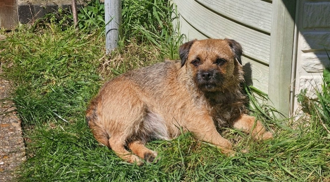 formerly Tilly BT, but now with Maggie tweet media