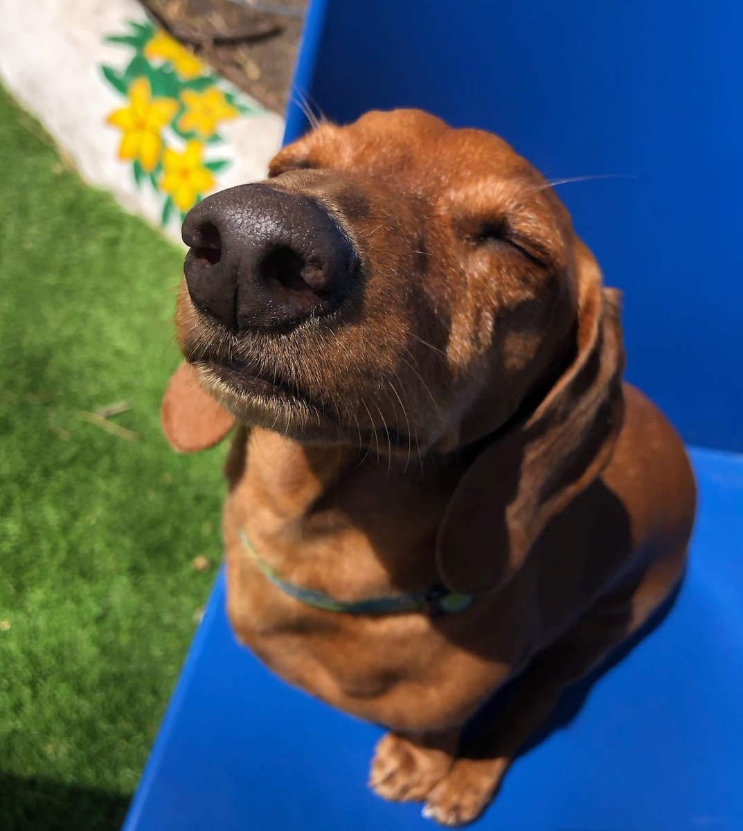 Fazendo fotossíntese