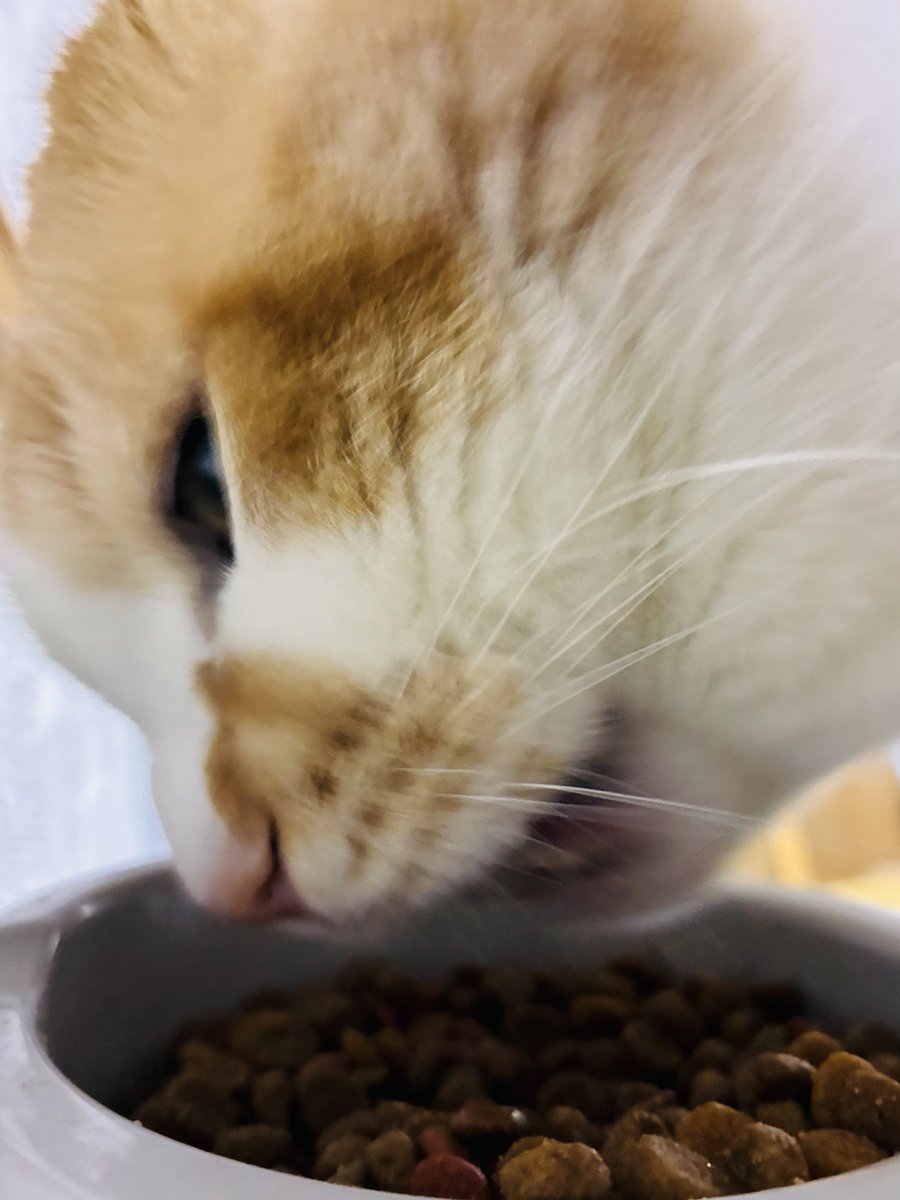 吃瓜党人🇯🇵✝️ tweet media