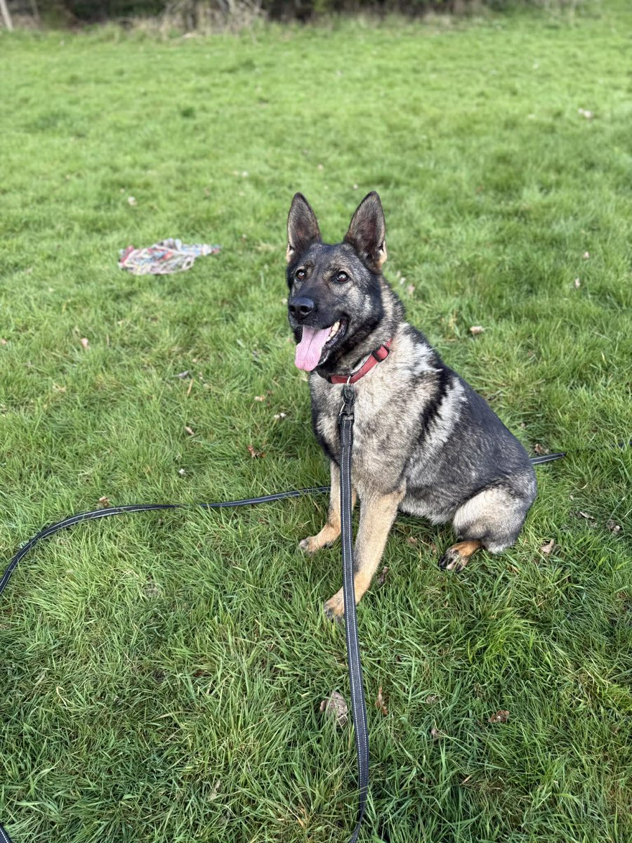 gsrescueelite's tweet image. Angel is 5yrs old and she was used for breeding and needed her tail amputated due to neglect, a very sweet girl she really deserves to know life as a pet and not a cash machine  #dogs #germanshepherd #Essex gsrelite.co.uk/angel-6/
