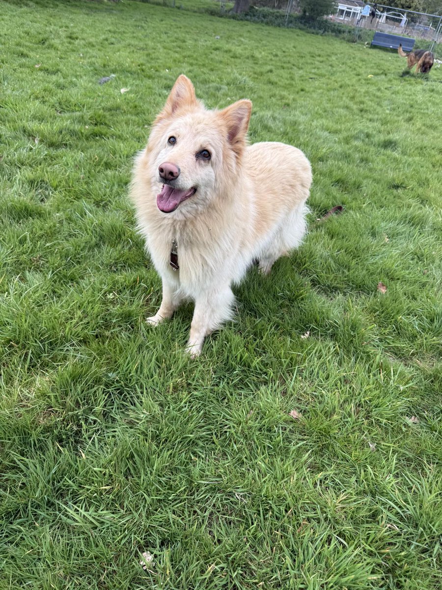 gsrescueelite's tweet image. Daisy May is coming up to 2yrs old and she is a friendly and playful girl who's confidence has grown so much. Daisy May can live with older kids and is working on her doggy social skills 
#dogs #germanshepherd #Essex 
gsrelite.co.uk/daisy-may/
