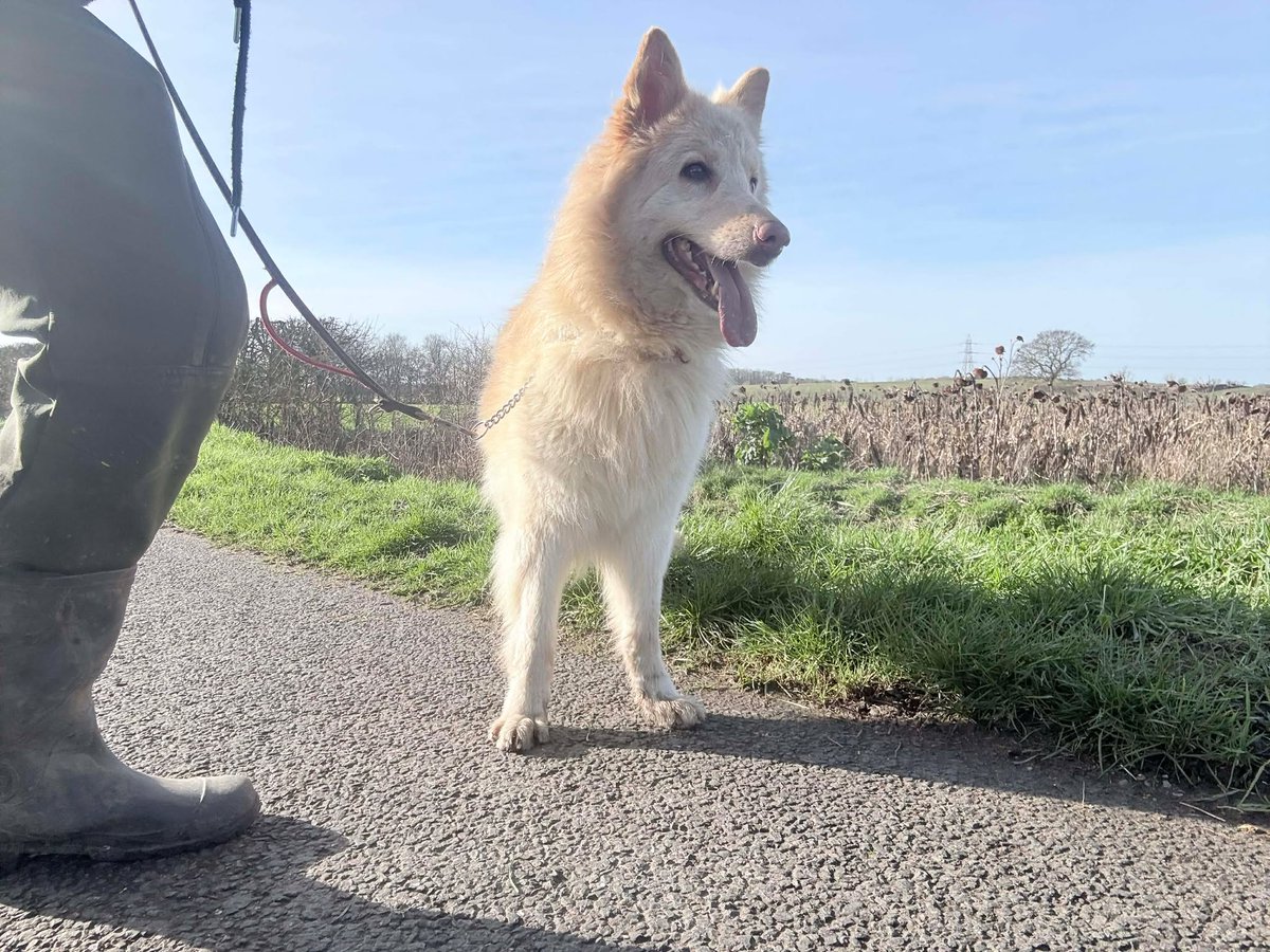 gsrescueelite's tweet image. Daisy May is coming up to 2yrs old and she is a friendly and playful girl who's confidence has grown so much. Daisy May can live with older kids and is working on her doggy social skills 
#dogs #germanshepherd #Essex 
gsrelite.co.uk/daisy-may/