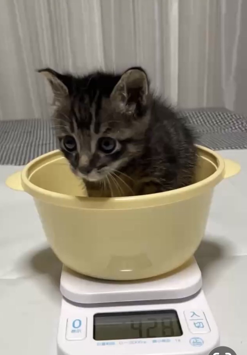 ミルク猫3兄妹
体重測定
428〜459g
あ〜かわいい🩷
みんなまぁるい耳から大きくピンとなってきたね
離乳食もだいぶ上手に食べれるようになってきてます
まだ器に前足を入れて食べてるけど☺️