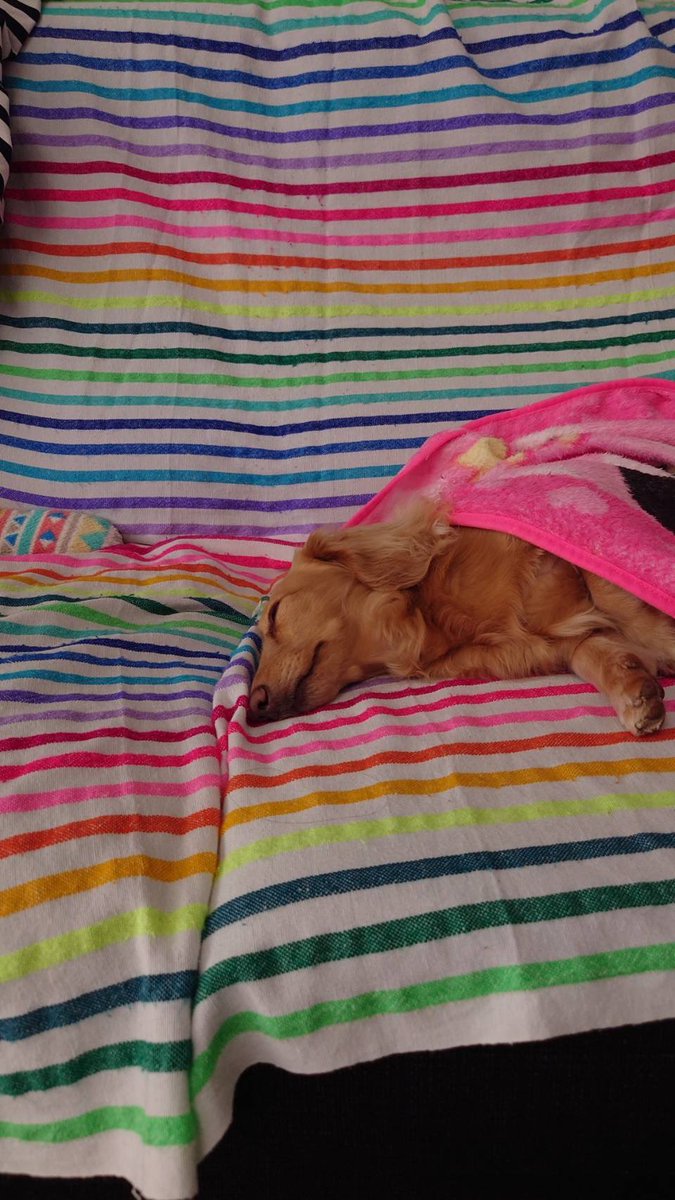 こむぎ🐶🌾 tweet media