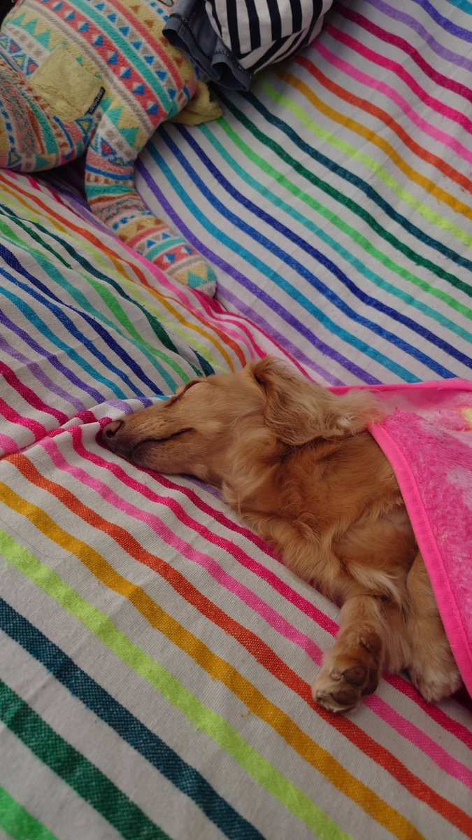 こむぎ🐶🌾 tweet media