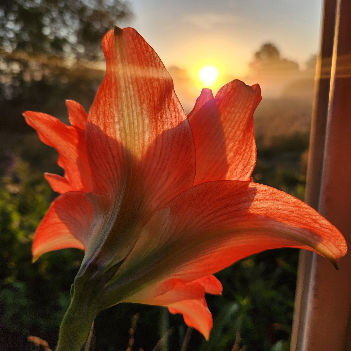 Suzanne D. Williams, Author tweet media