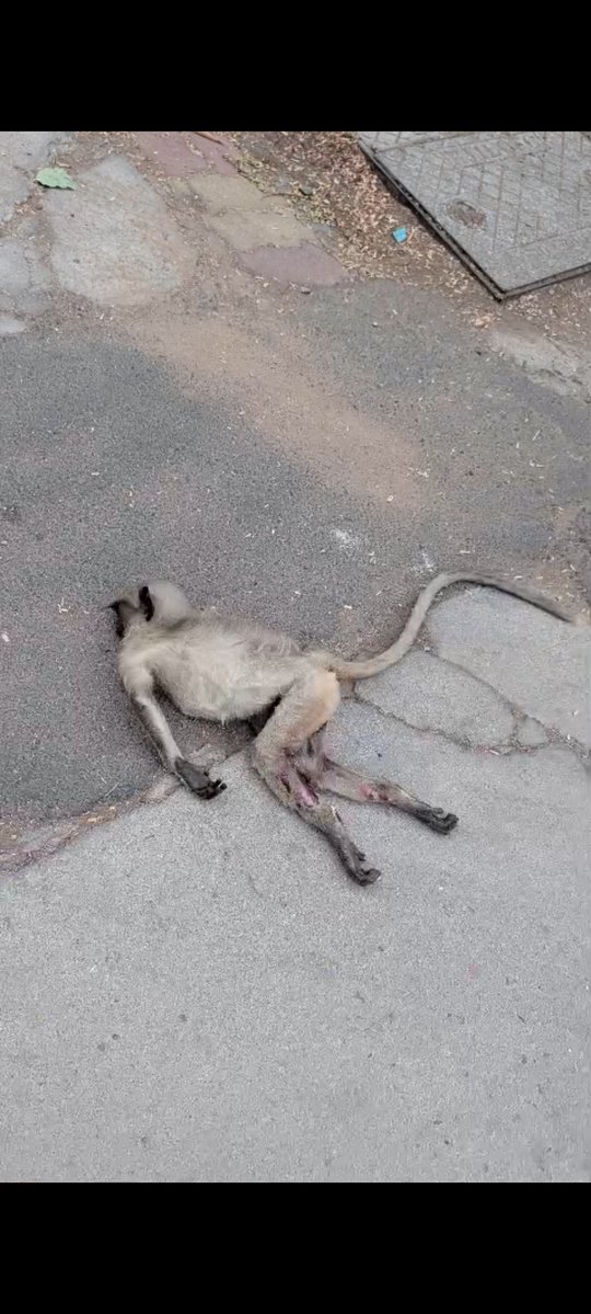 dilthi_gujarati's tweet image. 🚨A mother langur monkey was seen screaming in unbearable pain after losing her baby. 🐒

🚨 #Anand #Gujarat #Bharat #India

No Respect or Protection for The Animals &amp;amp; Wildlife Negligence by POLITICIANS &amp;amp; Authorities 

HABITAT DESTRUCTION = DEATH SENTENCE FOR WILDLIFE

A mother