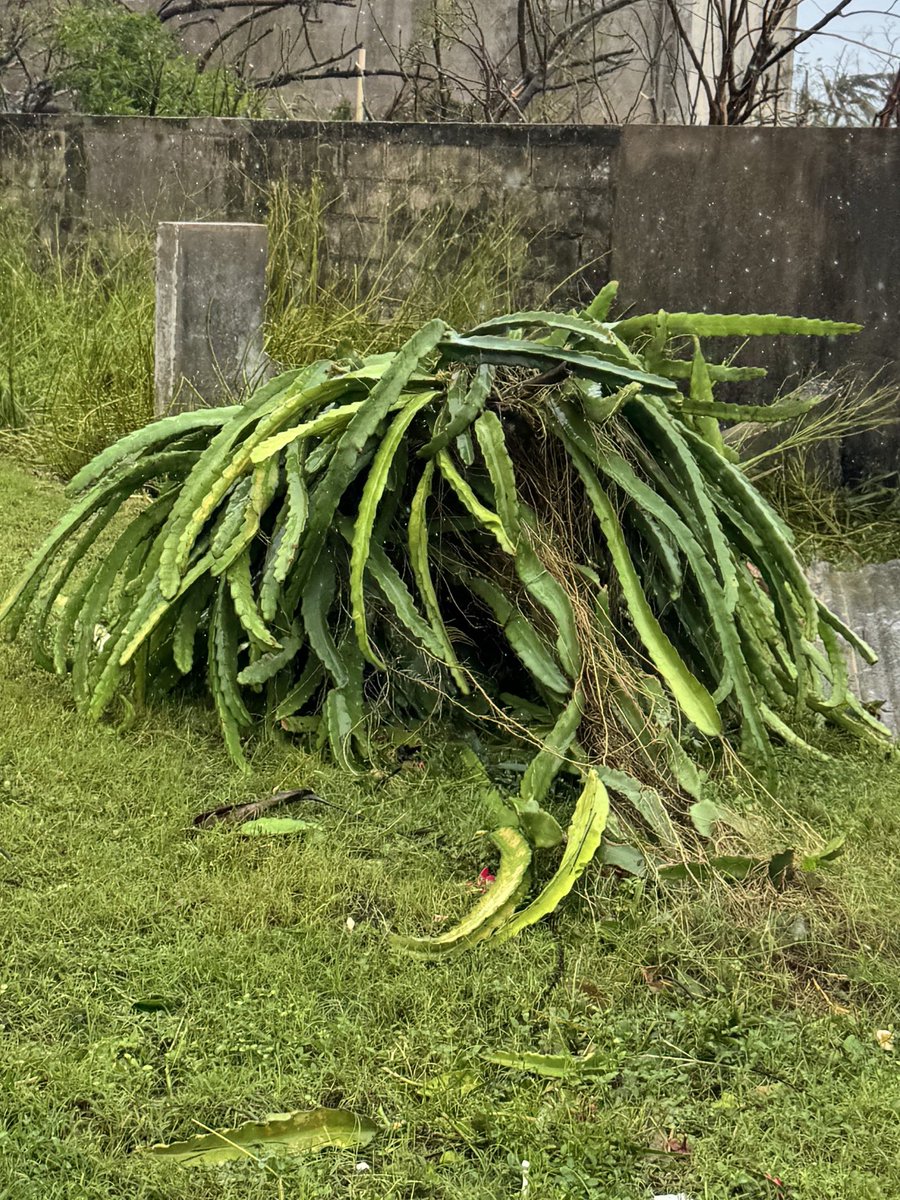 a_atsu_k's tweet photo. 台風シンラクに薙ぎ倒されてしまったドラゴンフルーツの木(木っていうのか？)これから花芽がついてシーズン突入だったのに残念。
今日は生き残った部分を救出し、落ち着いたらまた植え直しだな。
写真1: 去年夏
写���2: 台風直後
写真3: 今日(死んだ部分が枯れてきた)
写真4: 生残���を救出！ https://t.co/ihgRaH1img