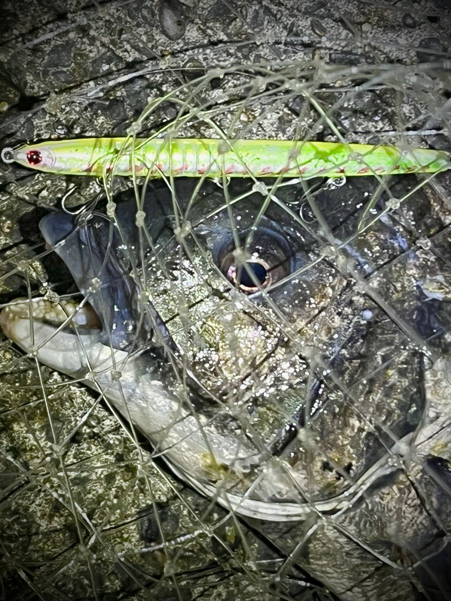 ポン酢🎣 tweet media
