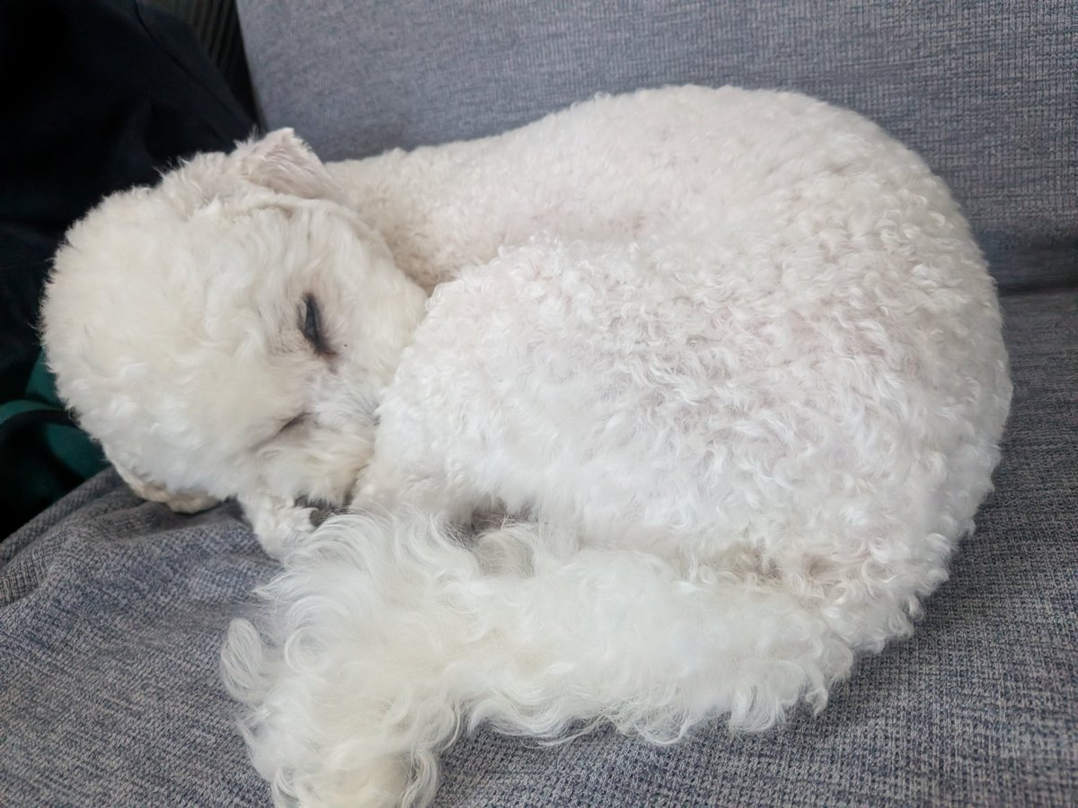 あややん🐶ライフコーチ tweet media