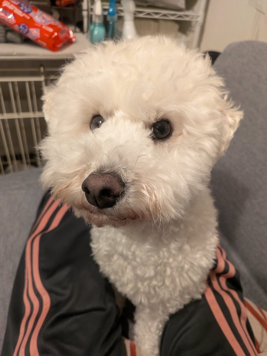 あややん🐶ライフコーチ tweet media