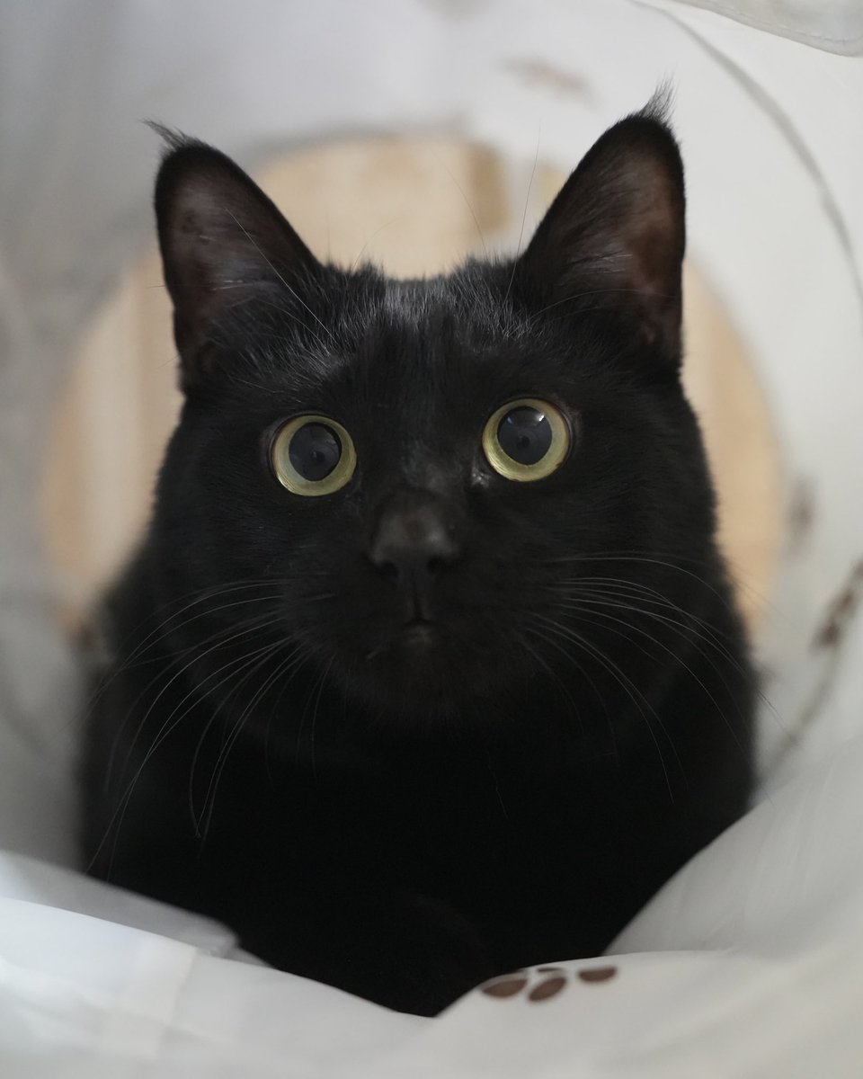 oreo_blackcat's tweet image. つぶらな瞳
#猫 #黒猫 #blackcat