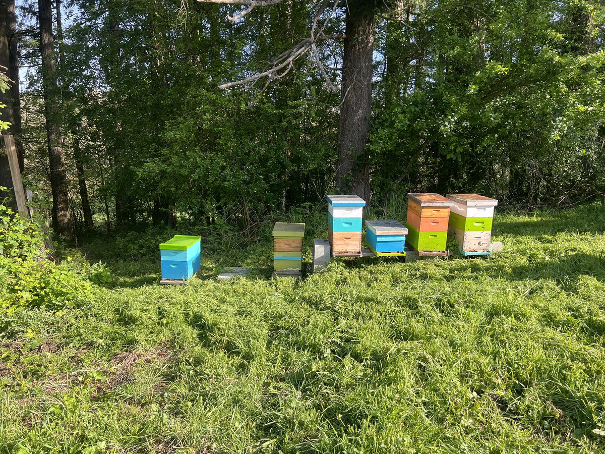 oregonbeekeeper's tweet photo. Cut the grass to protect the little bee wings. 🐝 https://t.co/WMgPqflZDE