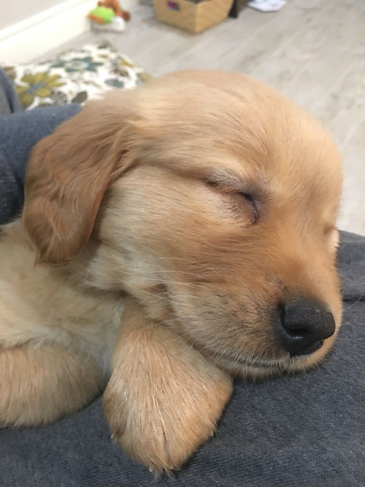 Doglover tweet media