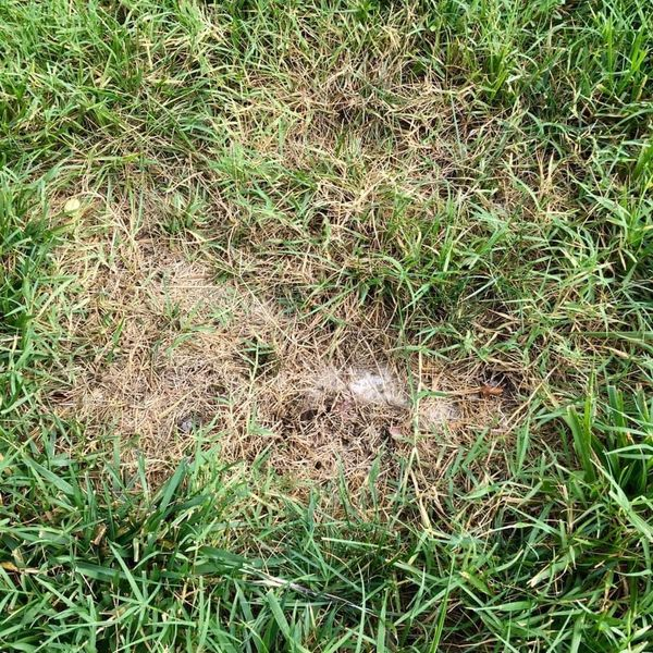 Give A Shit About Nature tweet media