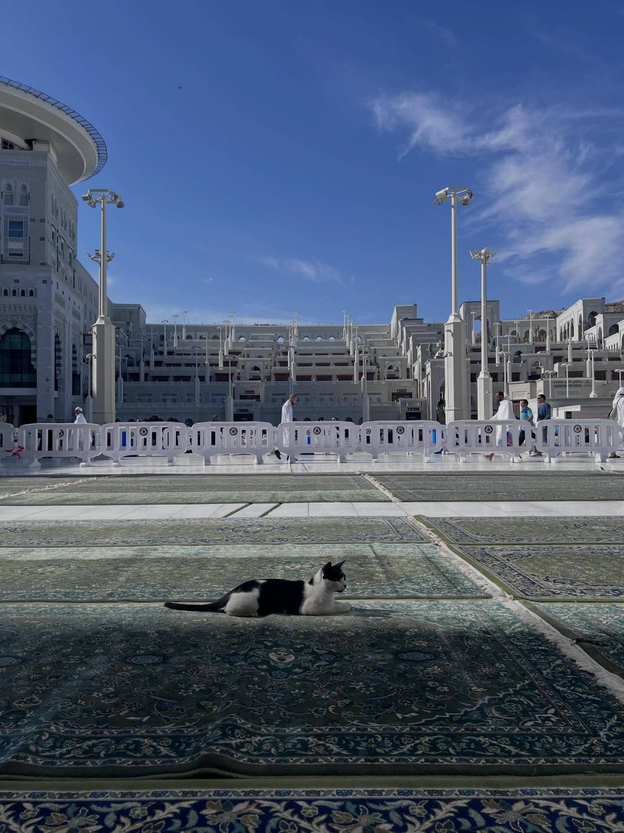 julaibib tweet media