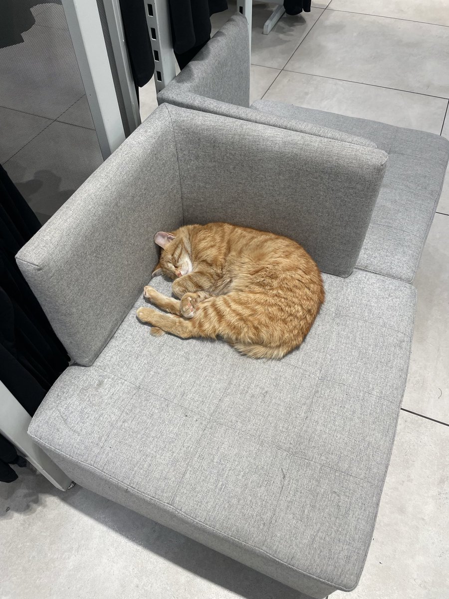 bookiebite's tweet photo. bu ay çektiğim kedi fotileri:
1)bankta self date yapan kedi
2)çimenle aynı renk gözleri olan kedi
3)mis gibi uyuyan kedi https://t.co/0vkyXp6JXd