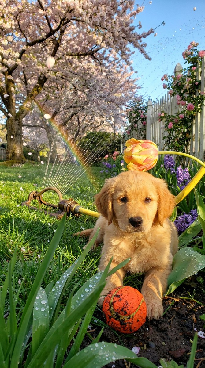 good_boy_dogs's tweet image. Backyard Fetch Through the Sprinkler Rainbow
#dogs #goodboy #doglover #puppy #doglife #dogsofinstagram #cute #bestfriend #dogoftheday #ilovemydog