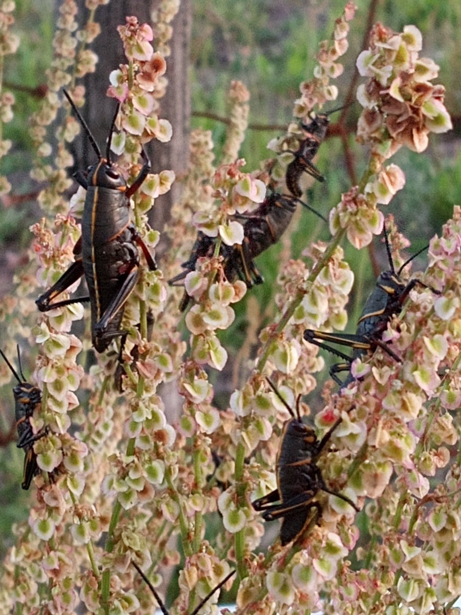 skittering critter (@sublimechitin) on Twitter photo 