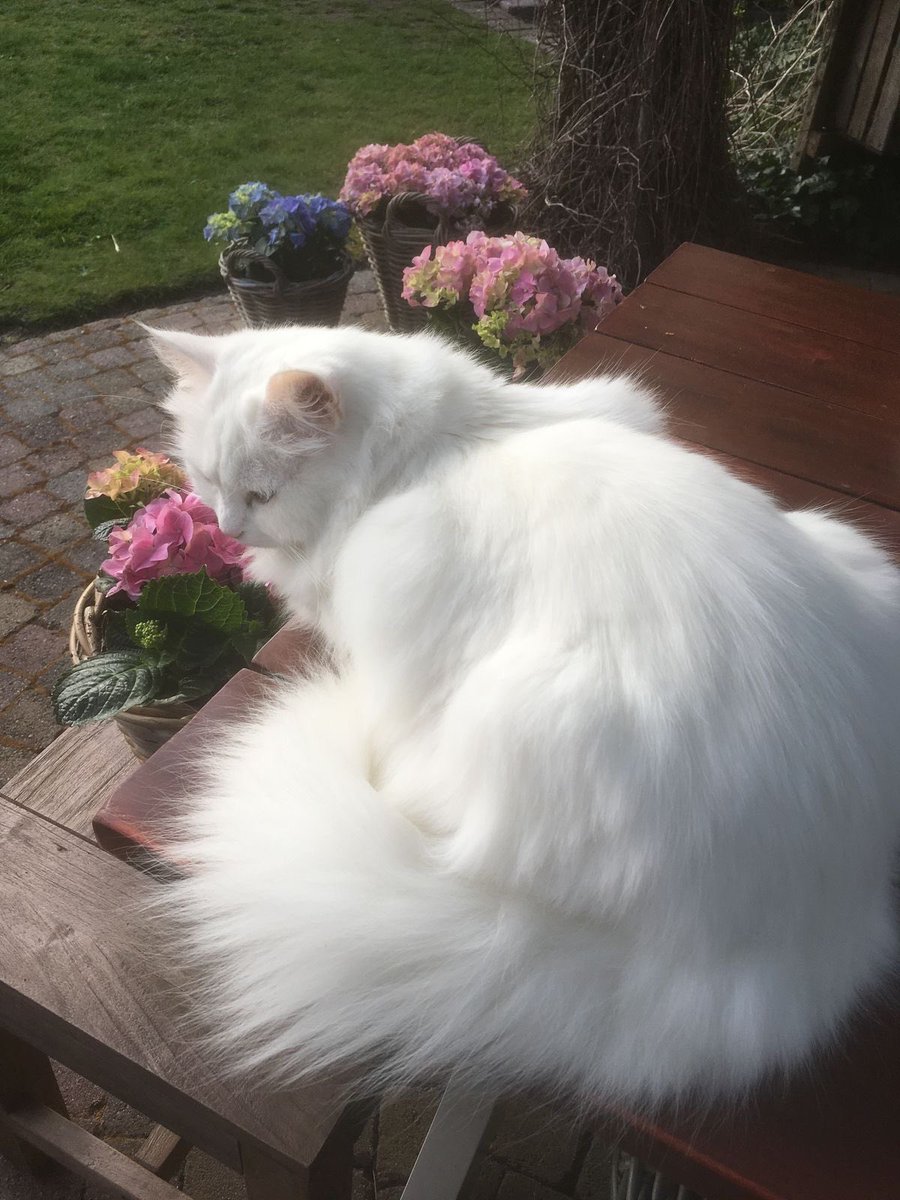 𝑓𝑙𝑜𝑟𝑎 tweet media