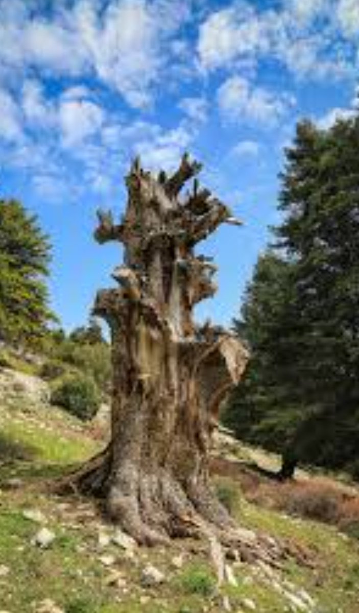 عاشق للسلطنةM tweet media