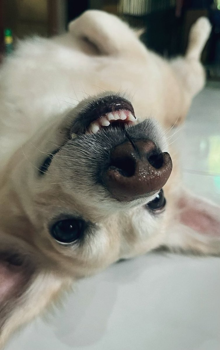 kuri 🌸 ᗧ( ⑅•⩊•⑅ )ᗤ୭ tweet media