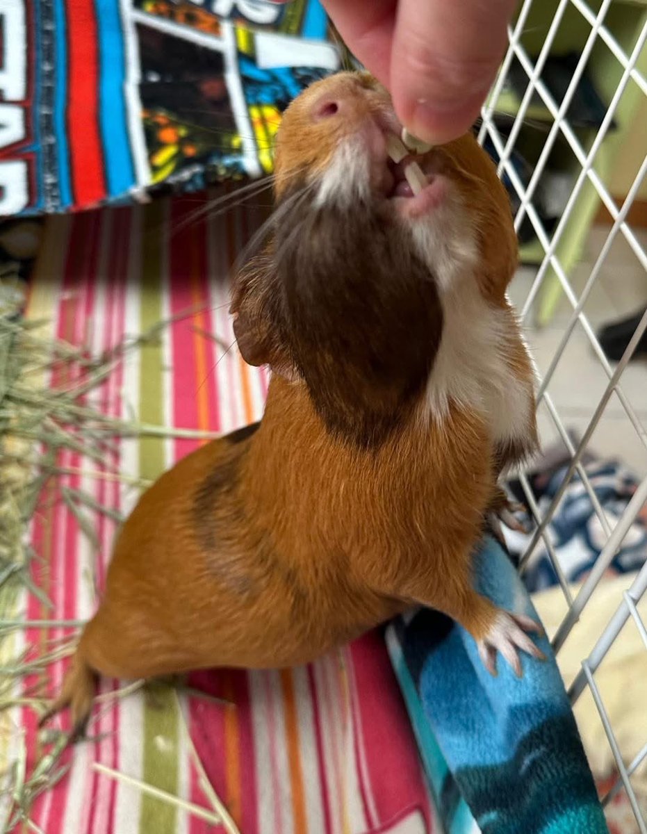 Critter_Corral's tweet photo. …Thank you for your help in finding me a good fit! She’s the best little lap snuggler and I’ve attached some of my favorite pics❤️.”

(Yes, Queen was adopted out as a solo pig after many attempts at finding her a cage mate, even neutered males, but she just wasn’t having it.) https://t.co/VhLXx1cOWc