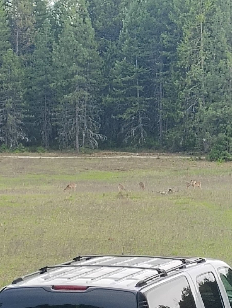 Almost Amish tweet media