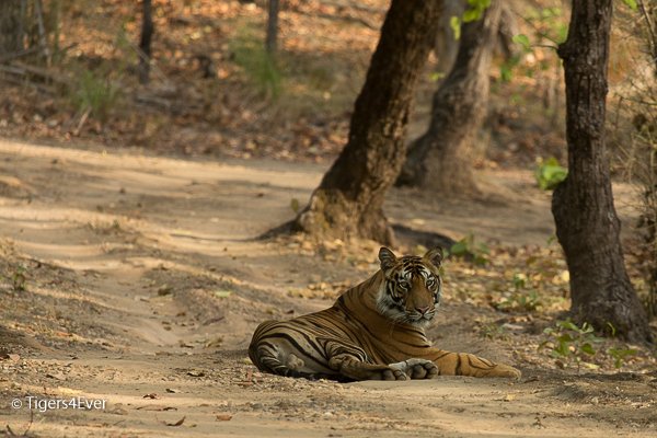 Tigers4Ever2010's tweet image. When wild #Tigers get that #FridayFeeling we get our #FridayMotivation to give them a wild future too