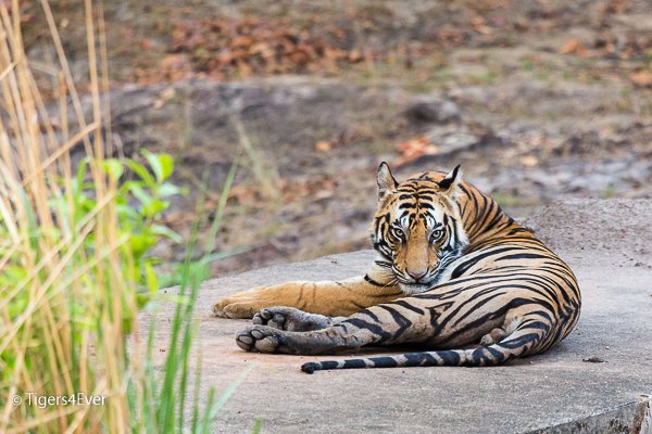 Tigers4Ever2010's tweet image. When wild #Tigers get that #FridayFeeling we get our #FridayMotivation to give them a wild future too